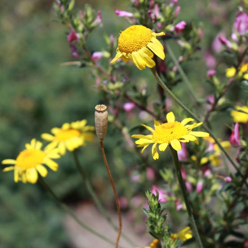 Anthemis tinctoria, Färberkamille