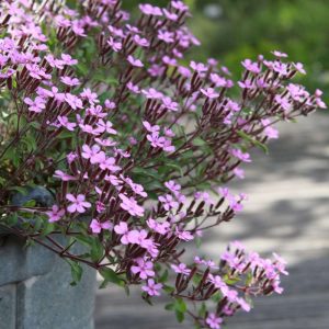 Saponaria ocymoides, Rotes Seifenkraut