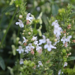 Satureja montana, Winterbohnenkraut