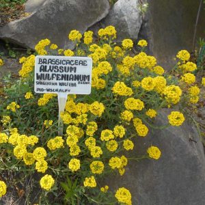 Alyssum wulfenianum, Ostalpen-Steinkraut