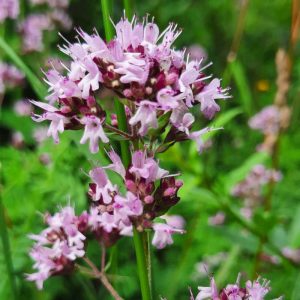 Origanum vulgare, Oregano, Dost