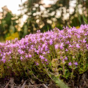 Thymus serphyllum, Sandthymian