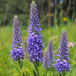 Veronica spicata, Ähriger Ehrenpreis